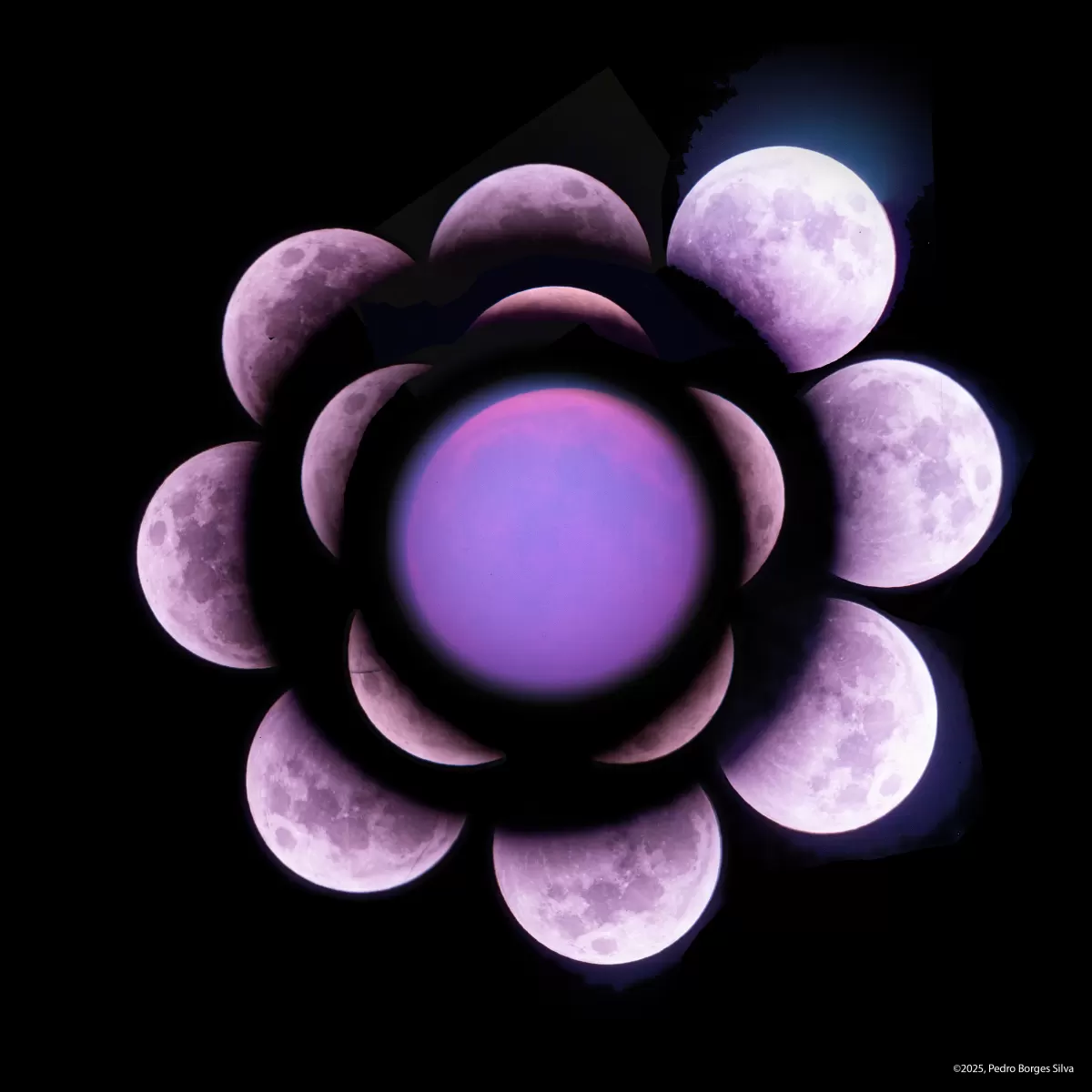 Moonflower_big 1